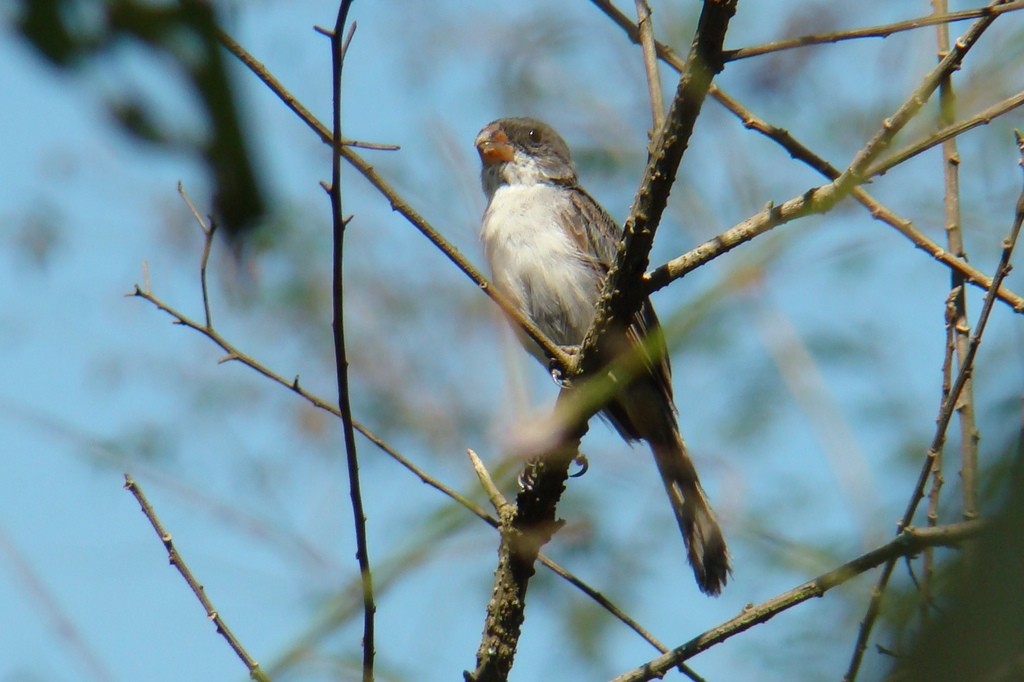 White-bellied Seedeater - ML244245311