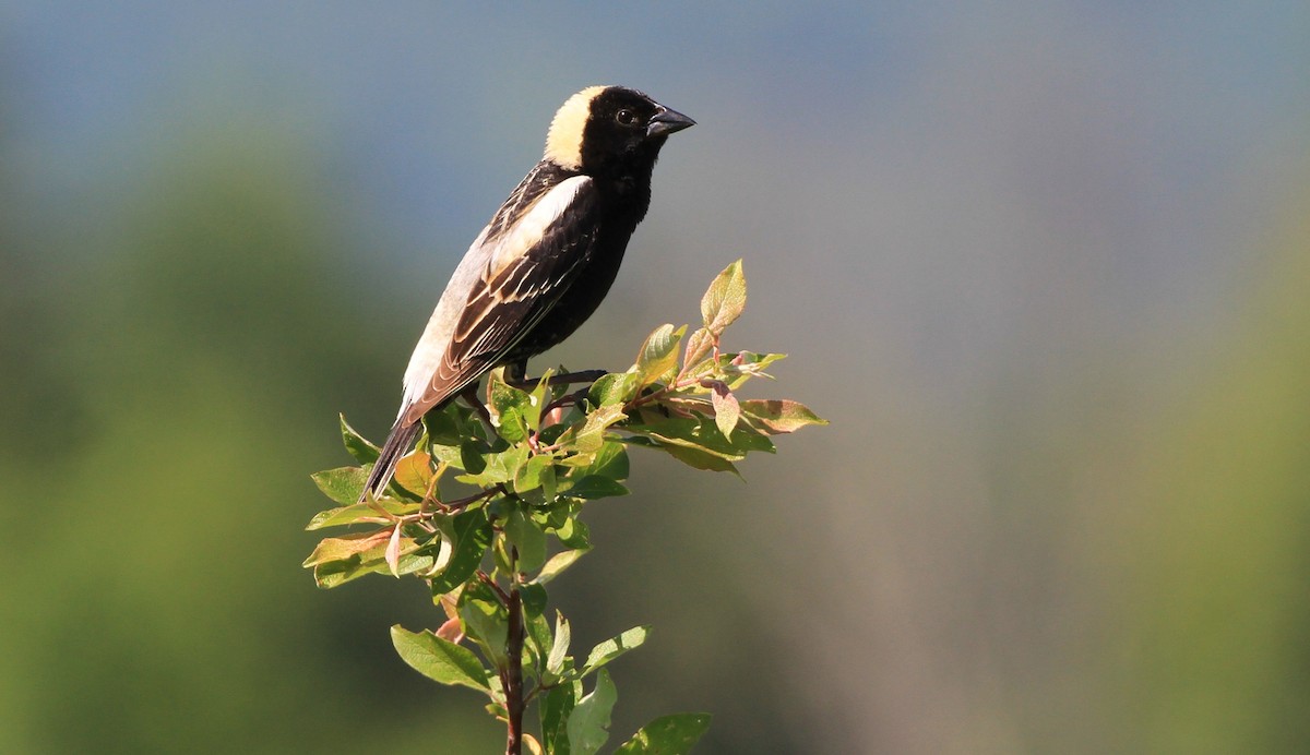 bobolink - ML244245741