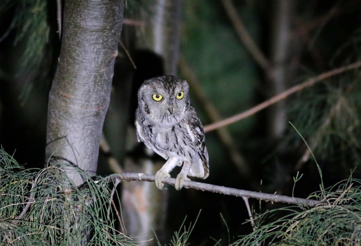 Western Screech-Owl - ML244245881