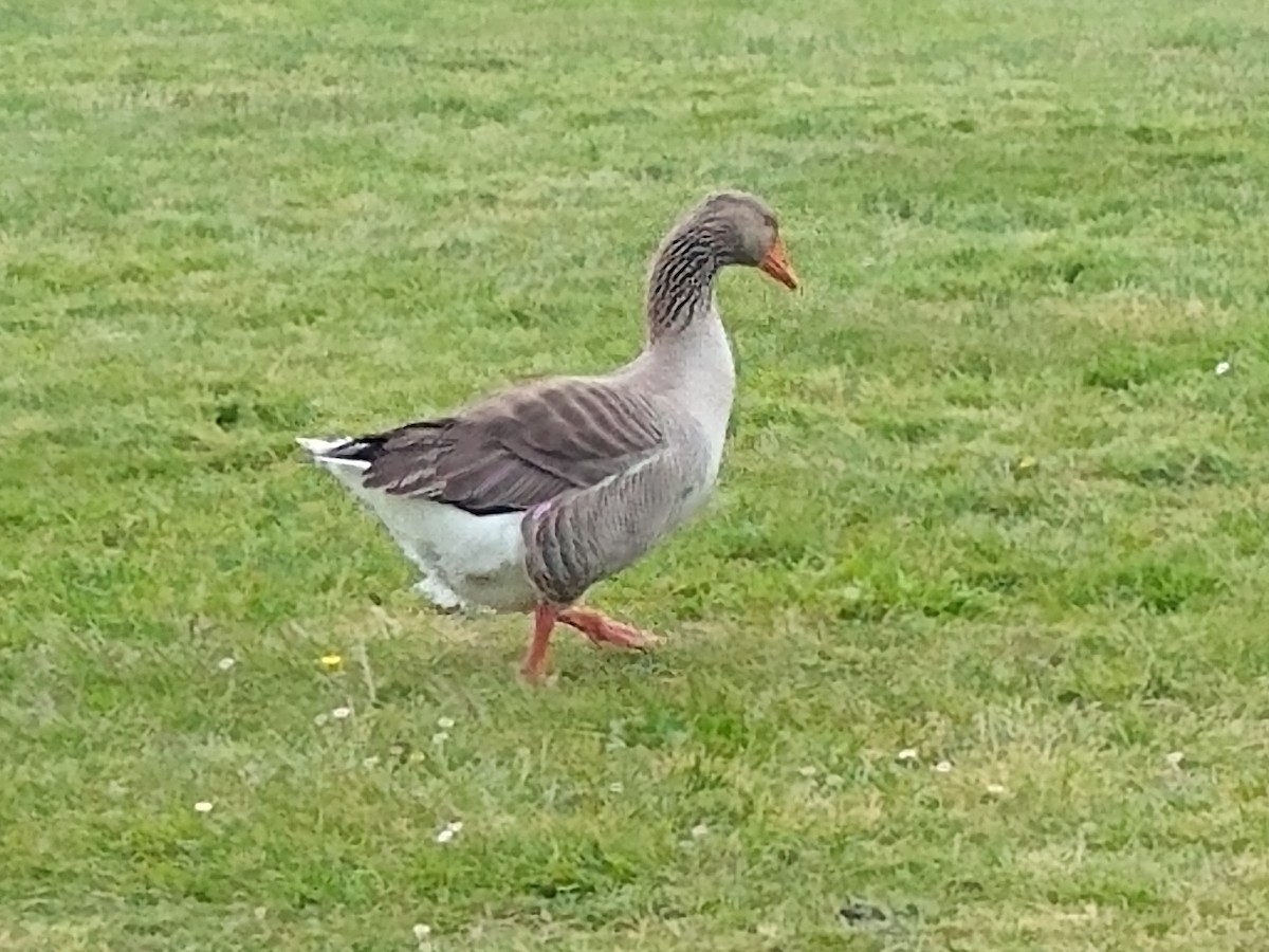 Graylag Goose (Domestic type) - ML244246051