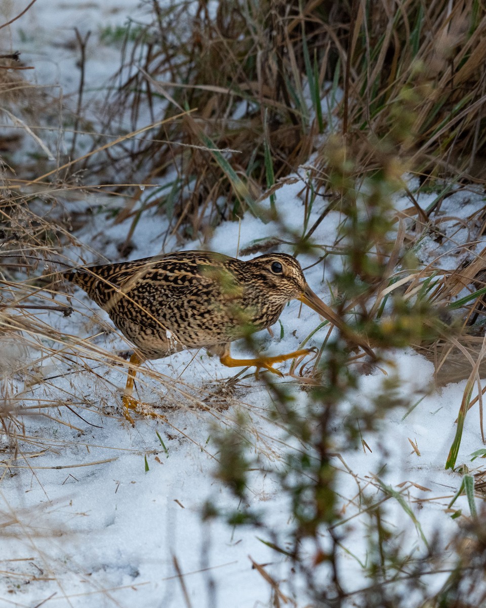 Fuegian Snipe - Victor Vega