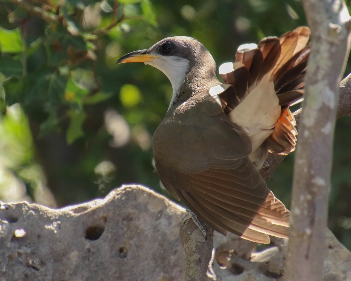 Yellow-billed Cuckoo - ML244246871