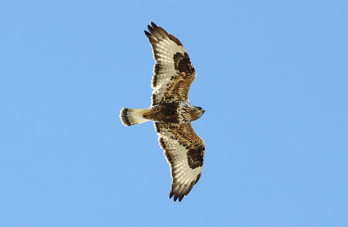 Rough-legged Hawk - ML244248261