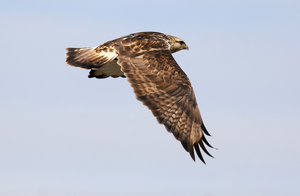 Rough-legged Hawk - ML244248761