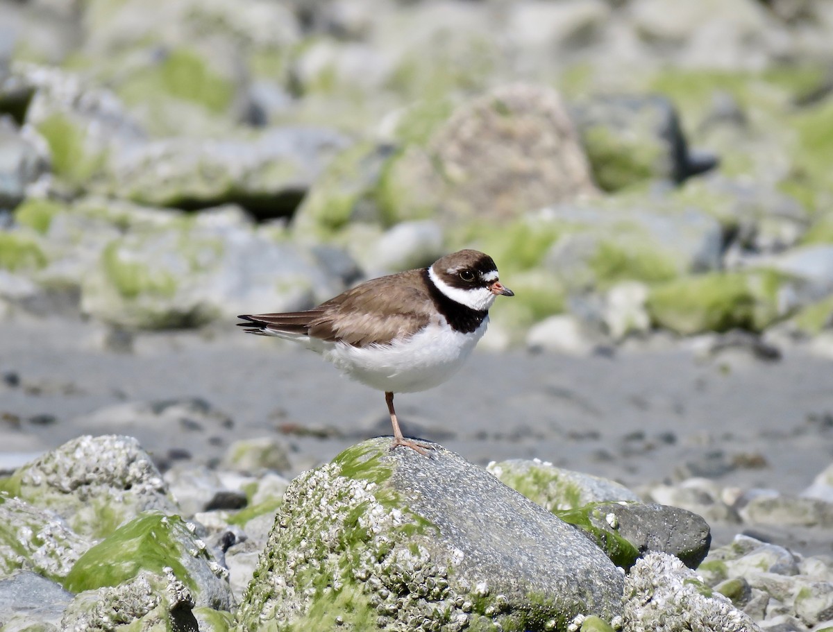 Semipalmated Plover - ML244249271