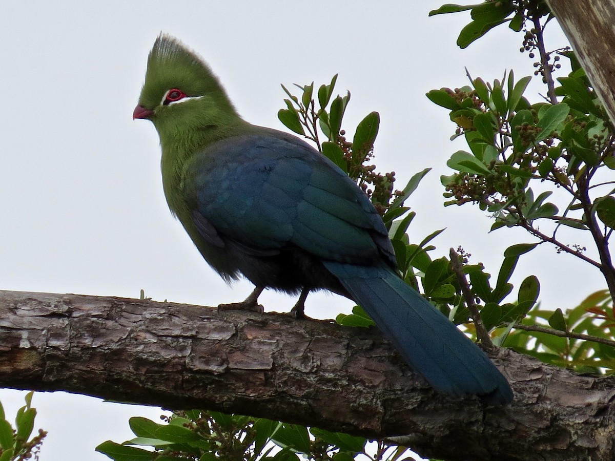 Knysna Turaco - ML244249331