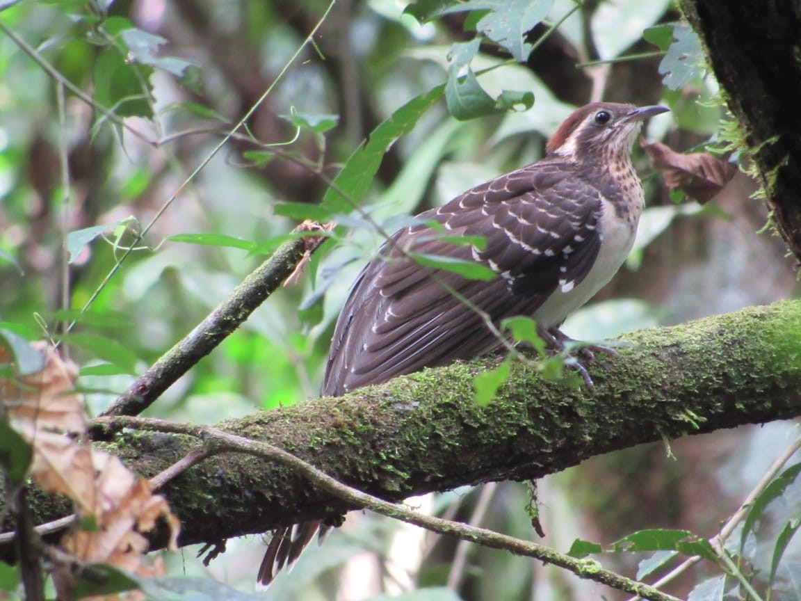 Pheasant Cuckoo - ML244250091