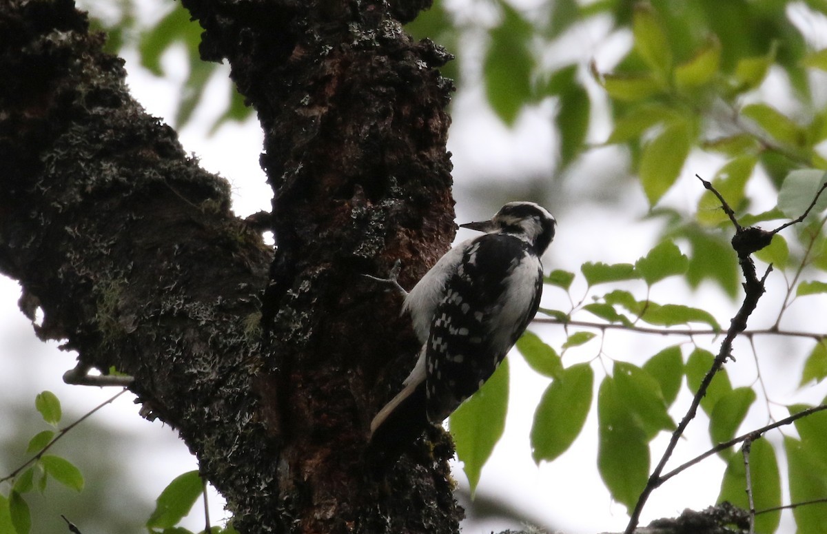 strakapoud americký [skupina villosus] - ML244250131