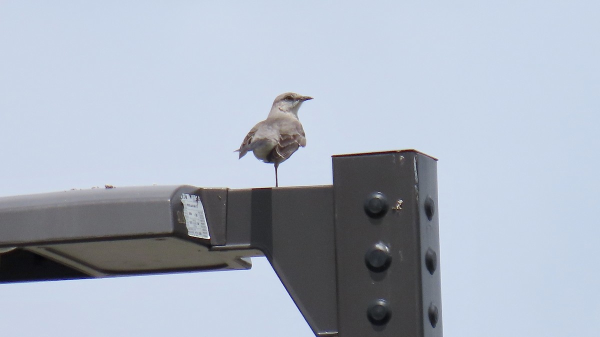 Northern Mockingbird - ML244250211