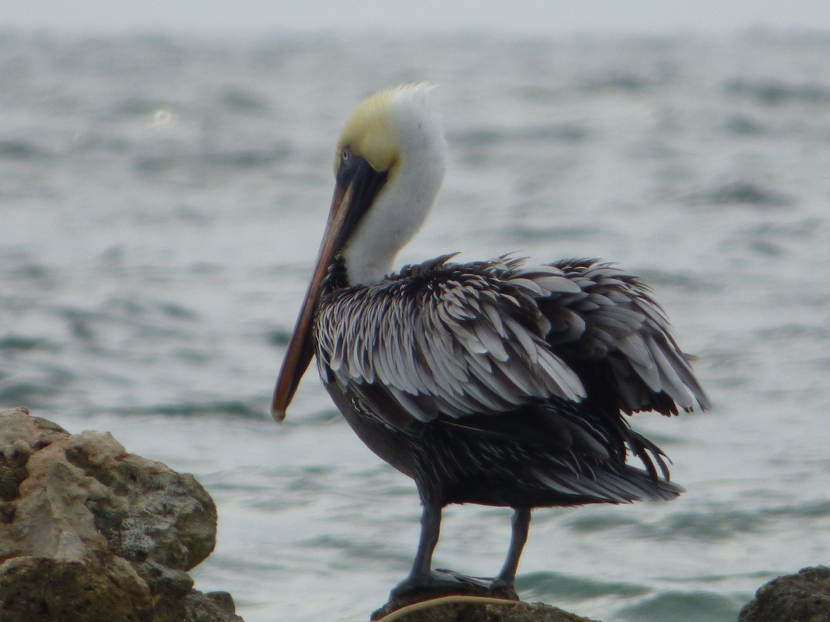 pelikán hnědý - ML244250551