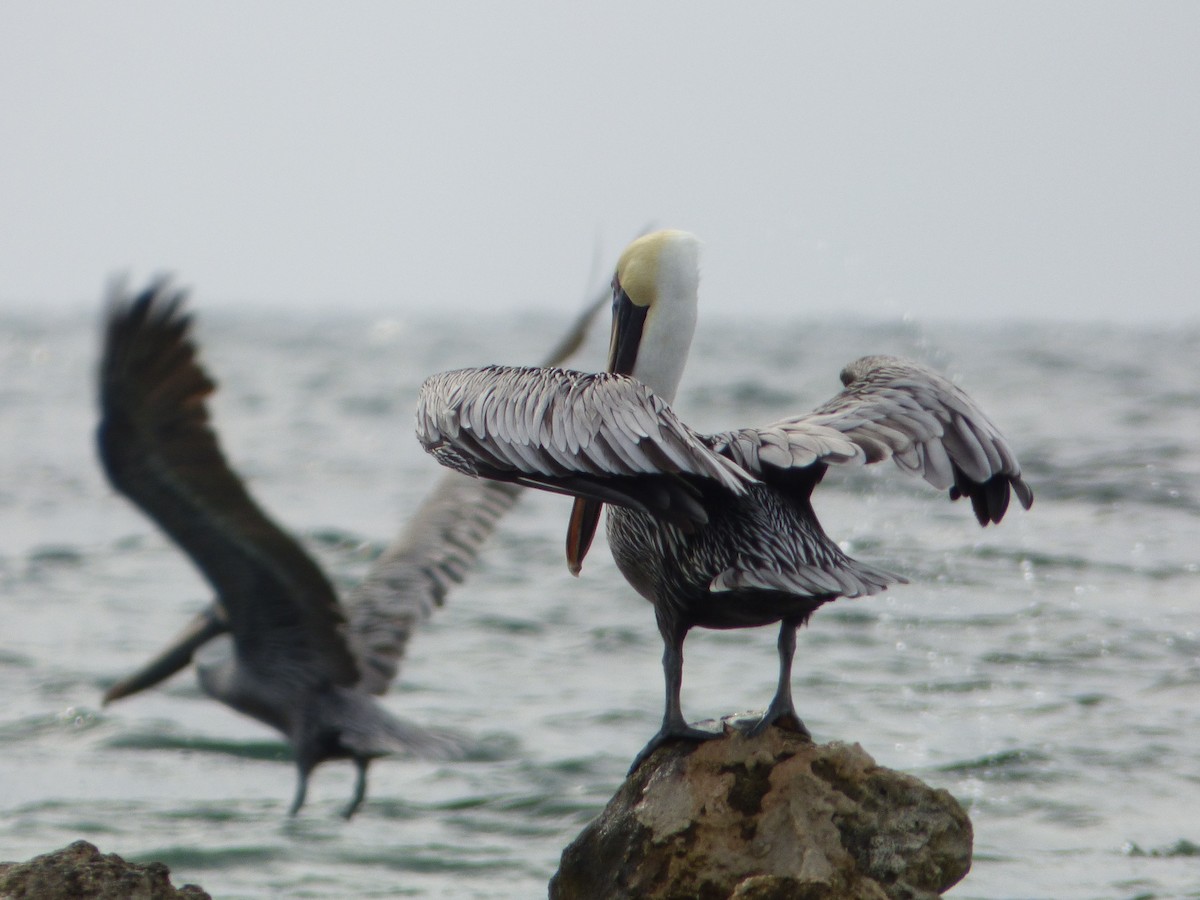 pelikán hnědý - ML244250601