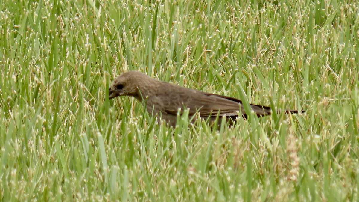 Brown-headed Cowbird - ML244251421