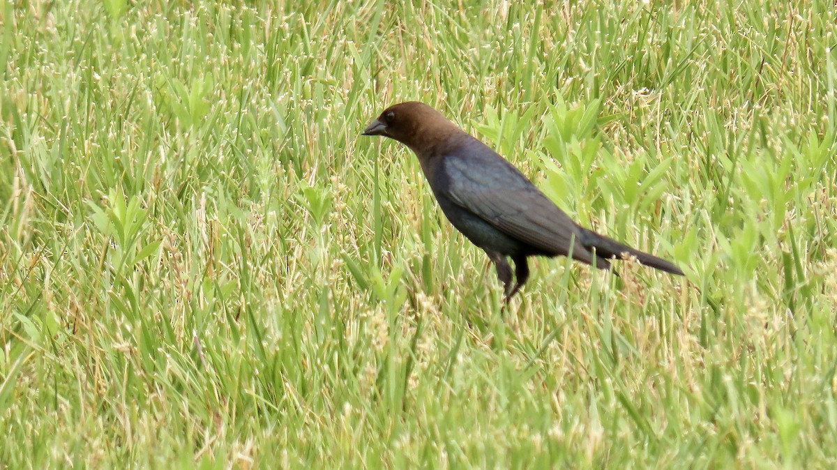 Brown-headed Cowbird - ML244251441