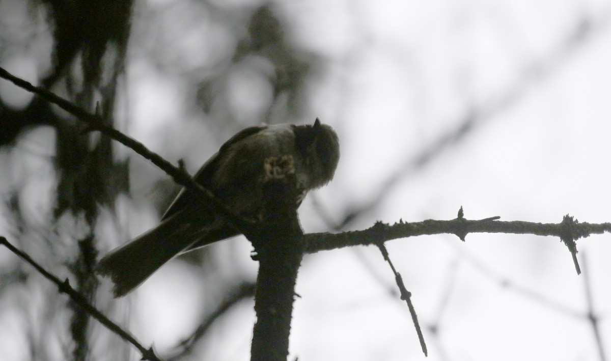 Boreal Chickadee - ML244252091