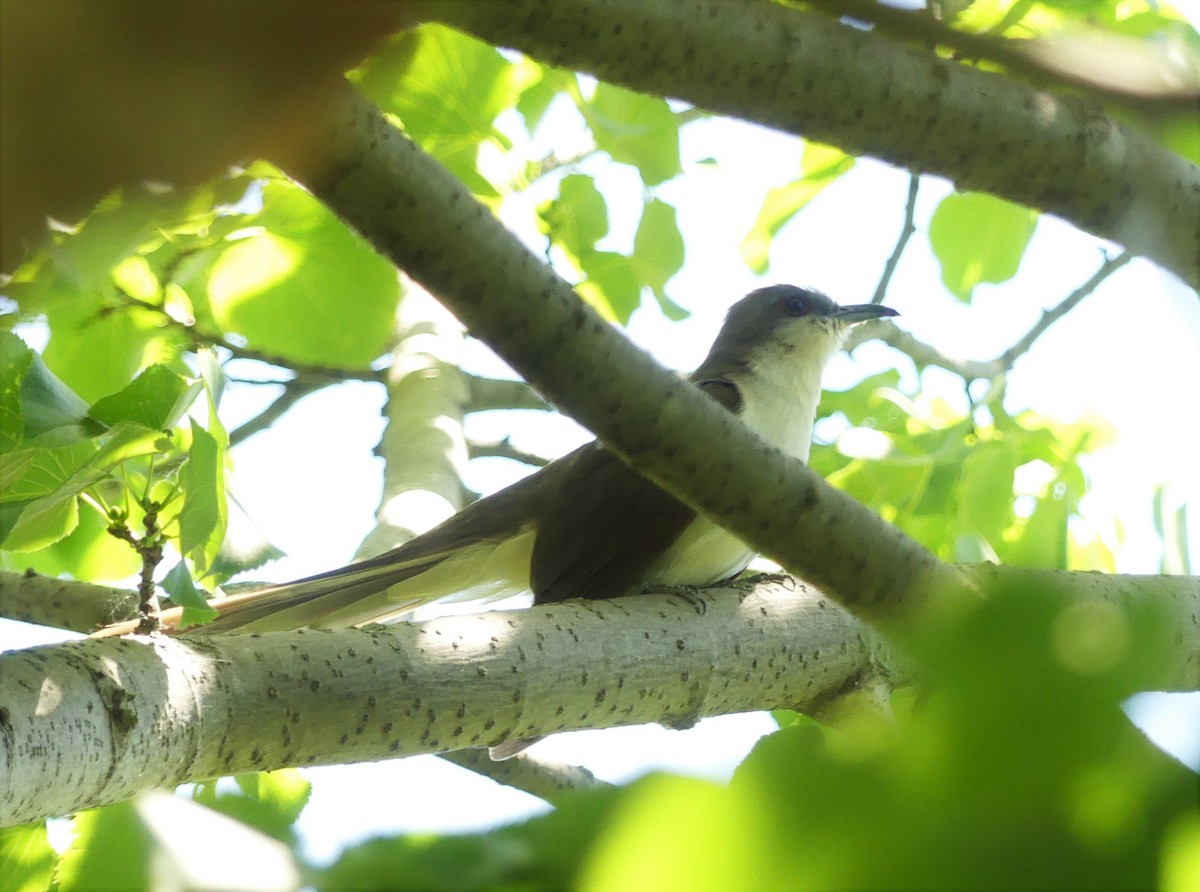 Black-billed Cuckoo - ML244253561