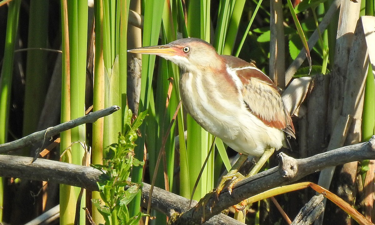 Least Bittern - Jean Iron