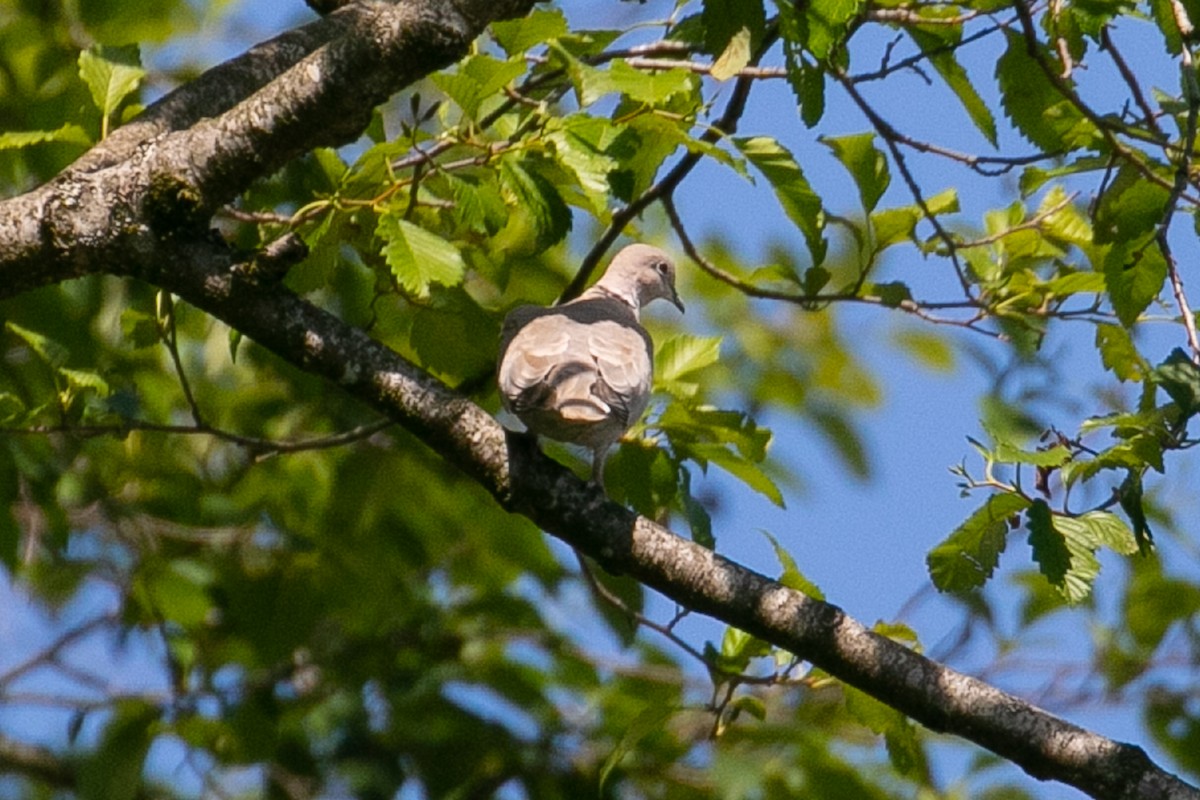 Eurasian Collared-Dove - John Reynolds