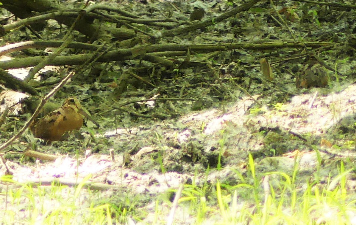 American Woodcock - ML244254411