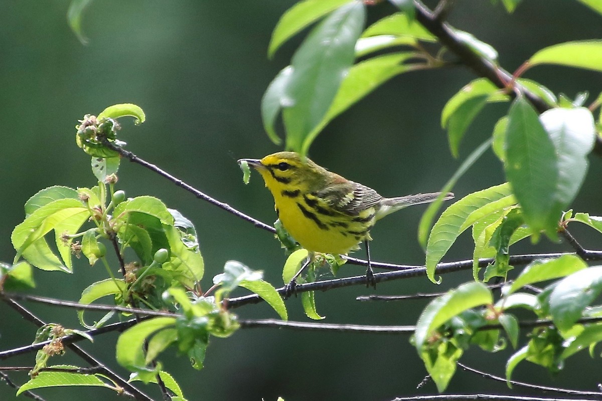 Prairie Warbler - ML244254471