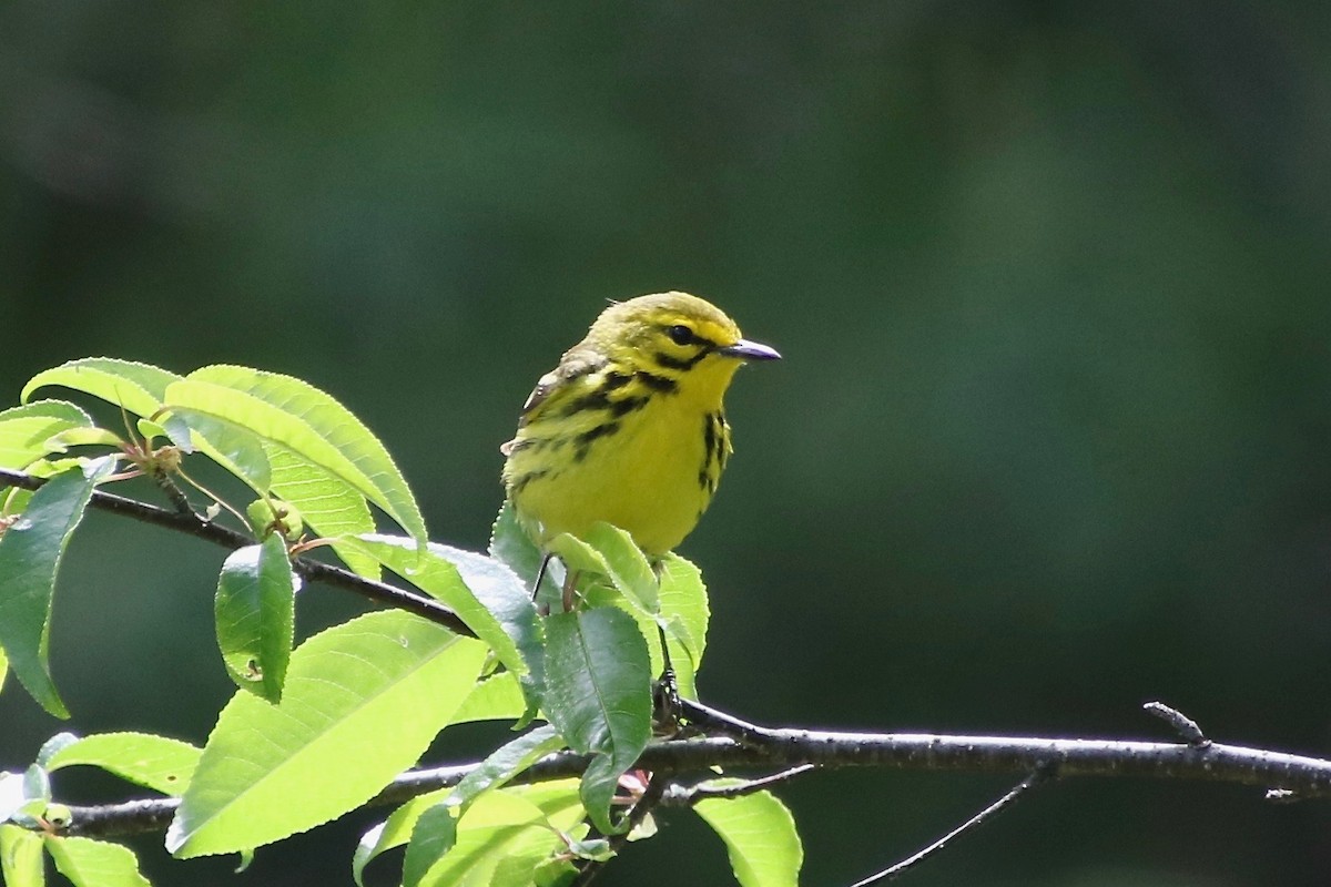 Prairie Warbler - ML244254551