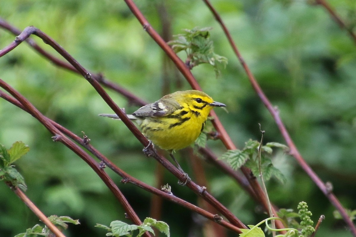 Prairie Warbler - ML244254631