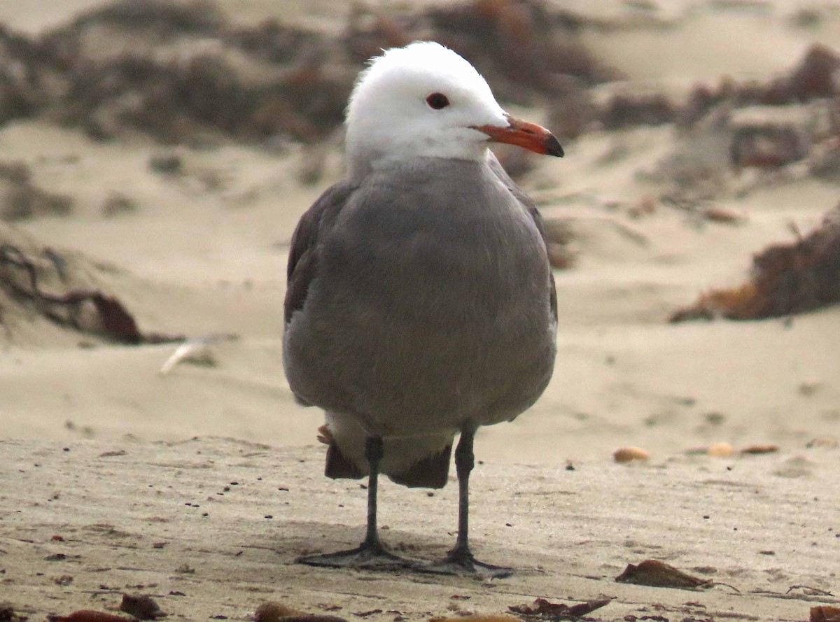 Heermann's Gull - ML244254741