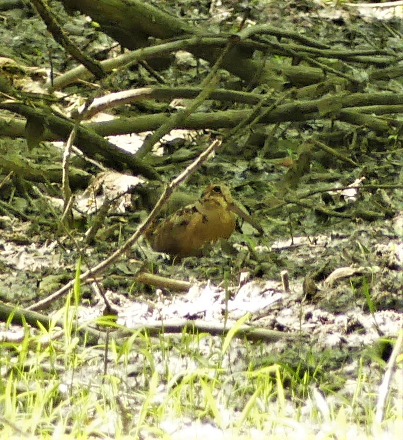 American Woodcock - ML244255161