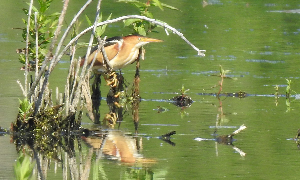 Least Bittern - ML244255471