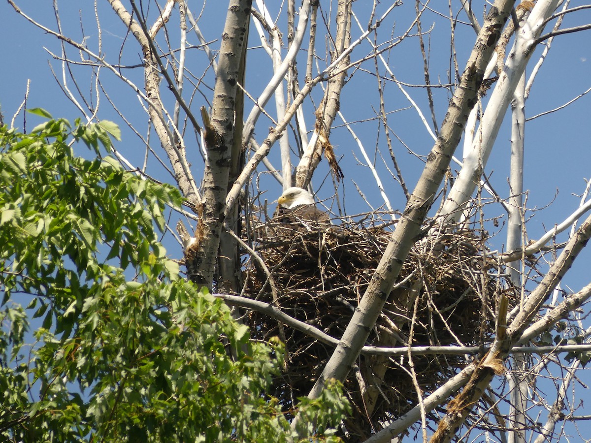 Bald Eagle - ML244255881