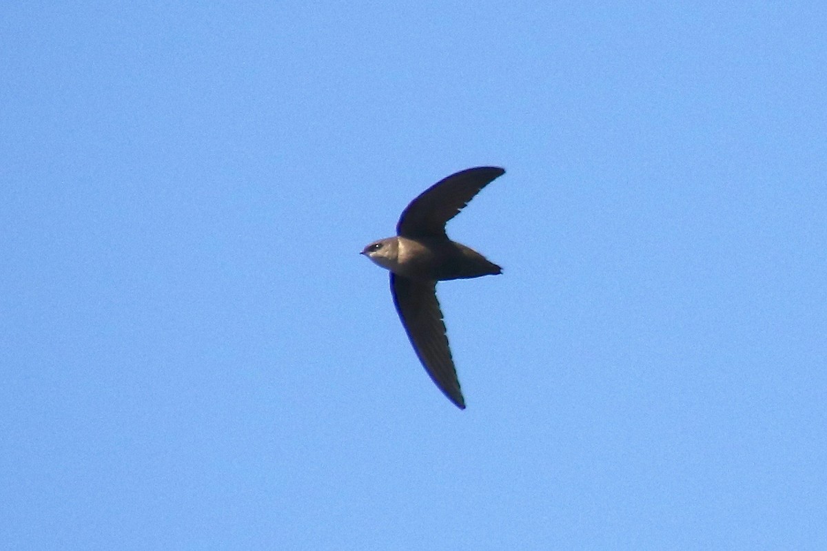 Chimney Swift - ML244256201