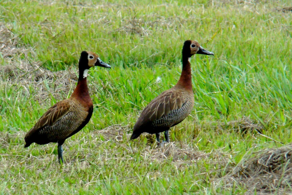 White-faced Whistling-Duck - Carlos Otávio Gussoni