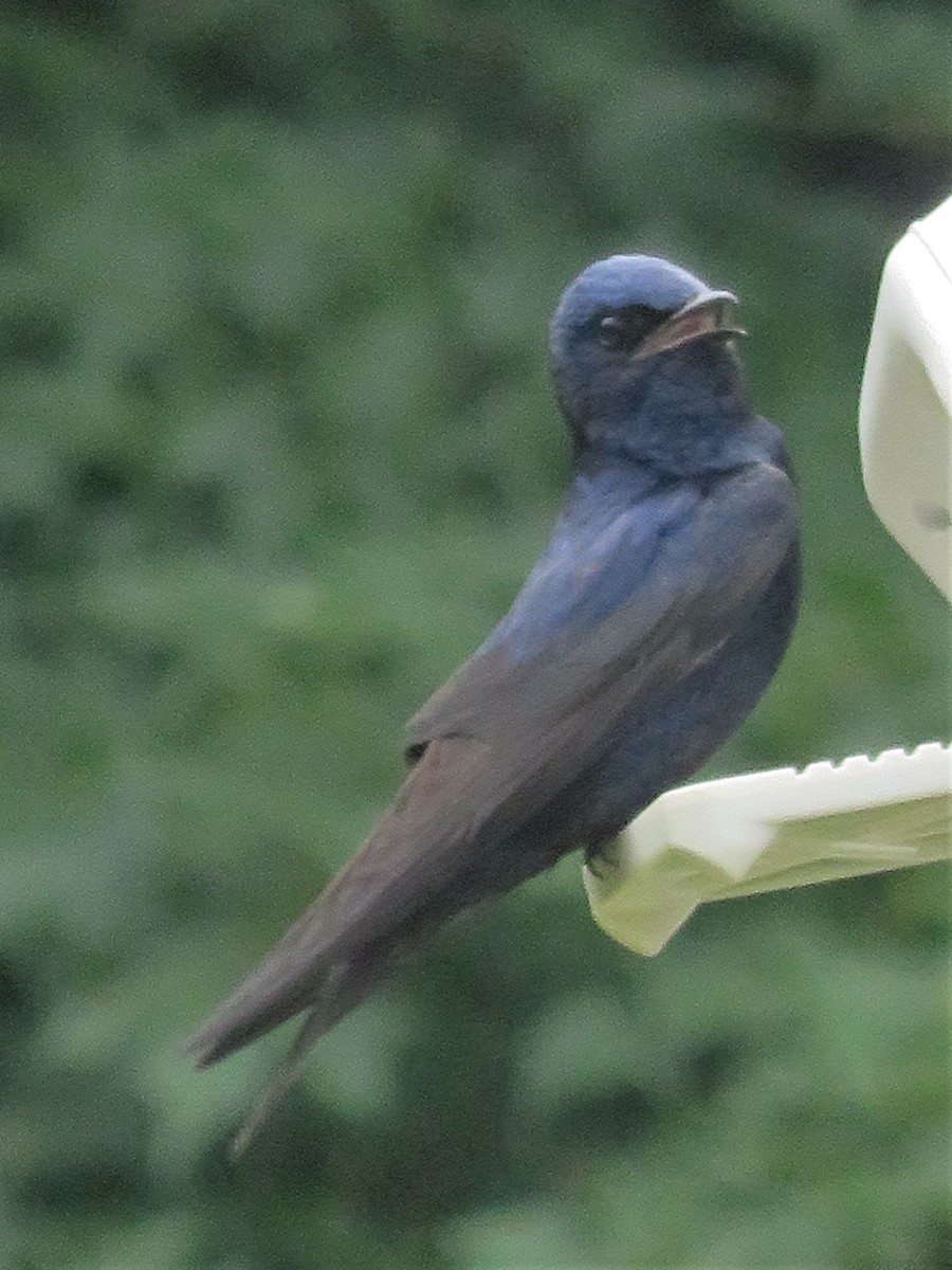 Purple Martin - ML244257201