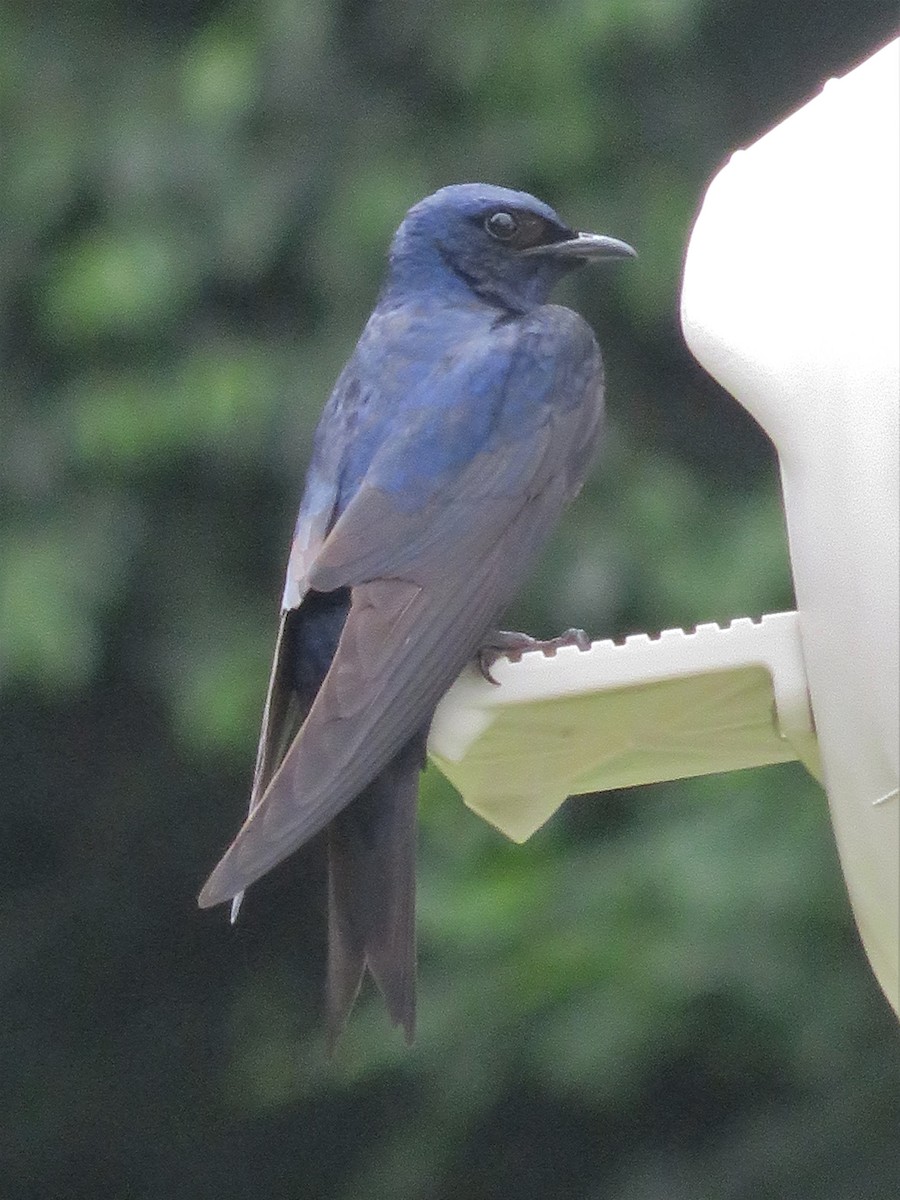Purple Martin - ML244257211