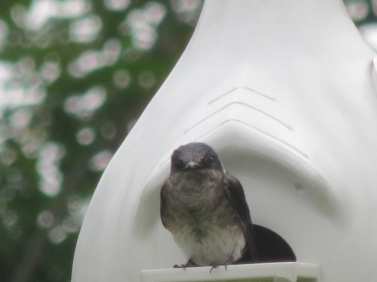 Purple Martin - ML244257221