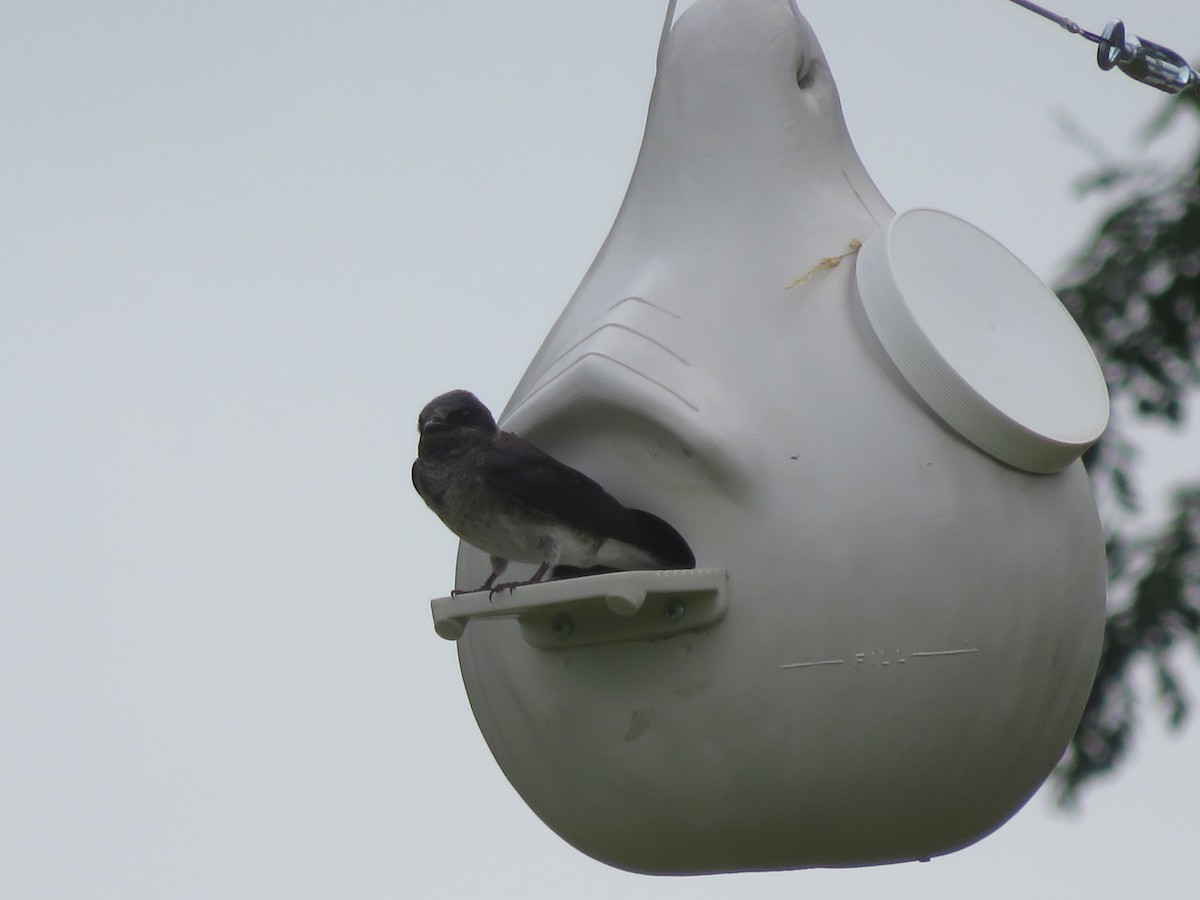 Purple Martin - ML244257231
