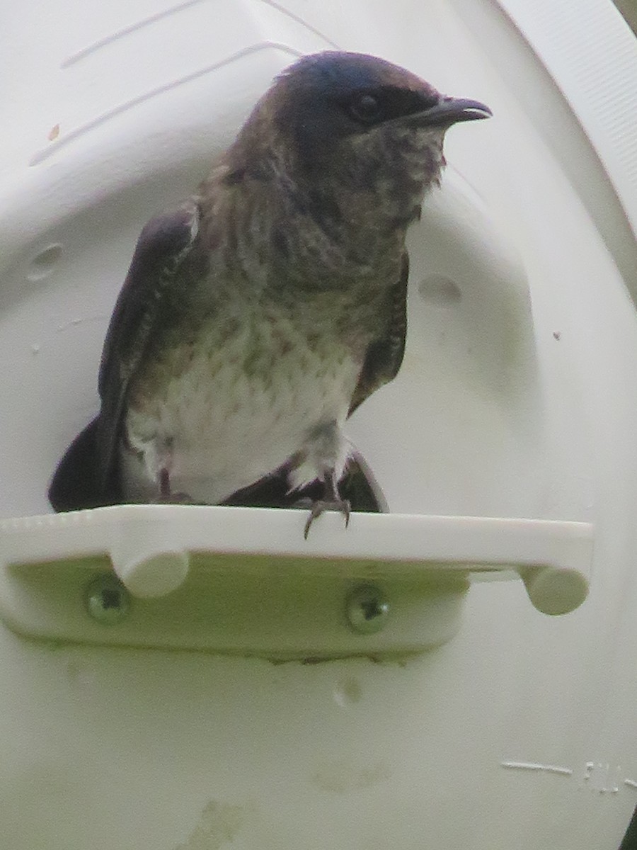 Purple Martin - ML244257241