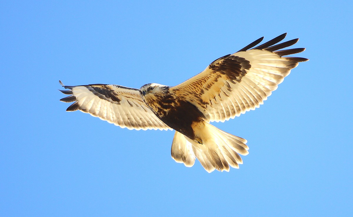 Rough-legged Hawk - ML244258241