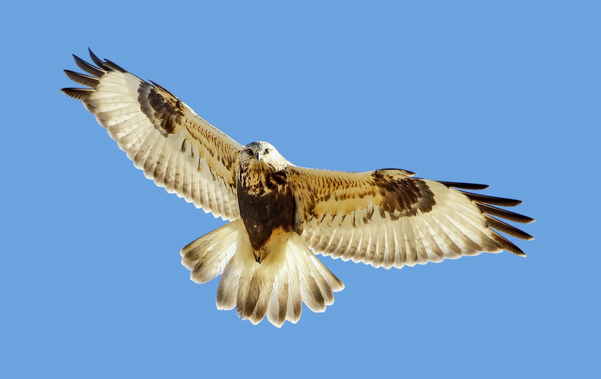 Rough-legged Hawk - ML244258251