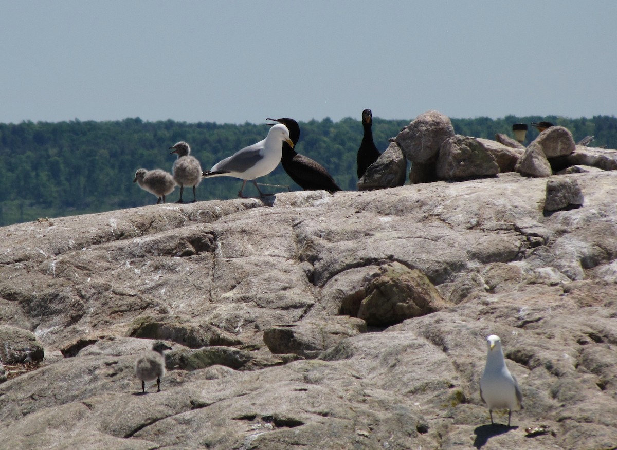 Herring Gull - ML244258391