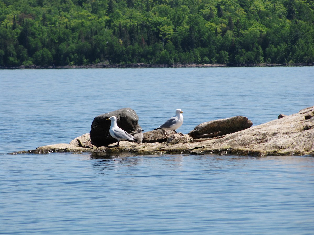 Herring Gull - ML244258781