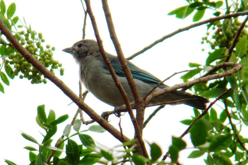 Sayaca Tanager - Carlos Otávio Gussoni