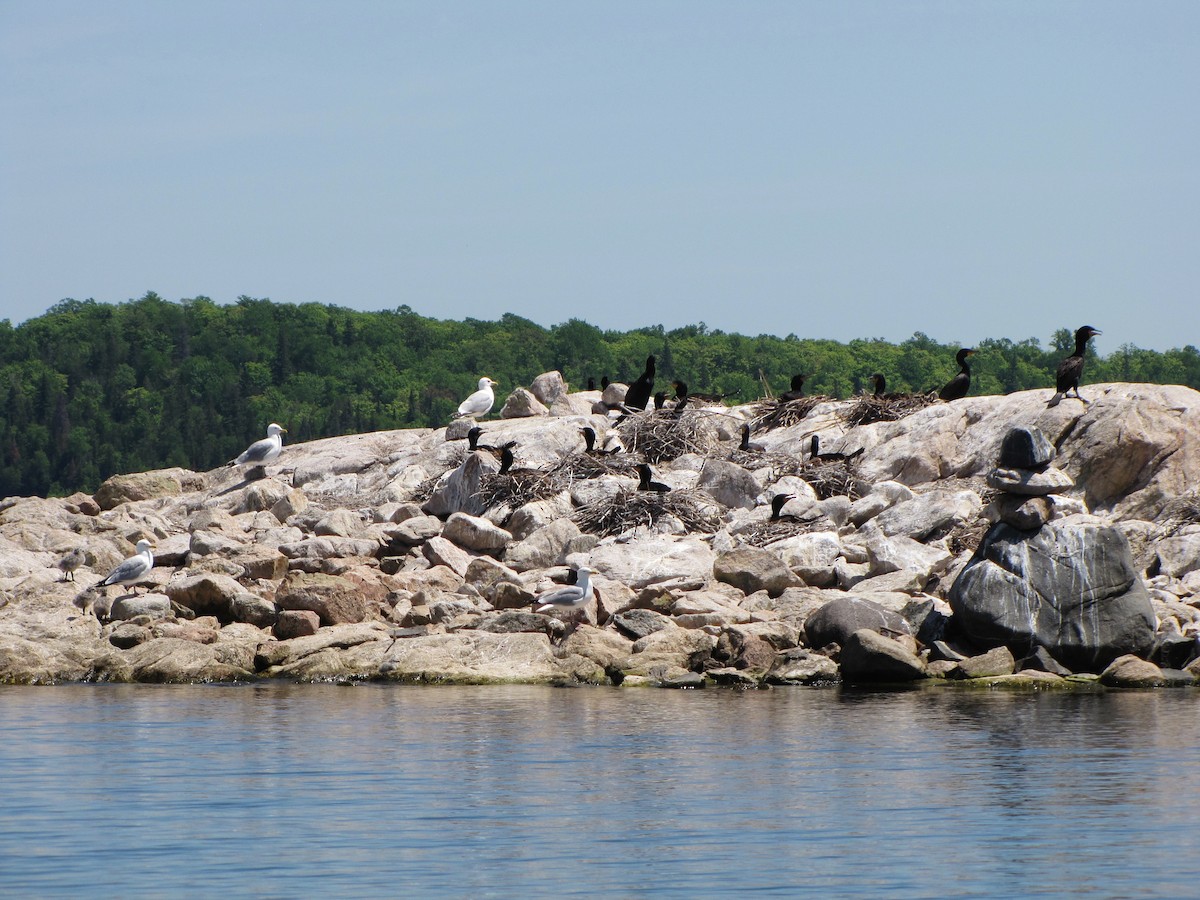 Double-crested Cormorant - ML244258921