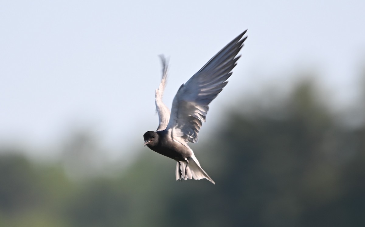 Black Tern - Tenzin  Jampa