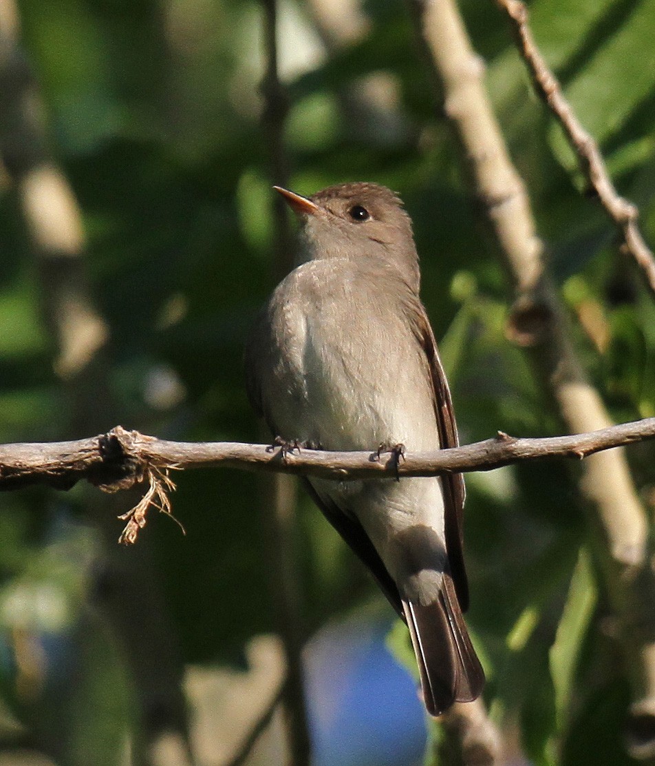 Eastern Wood-Pewee - ML244259881