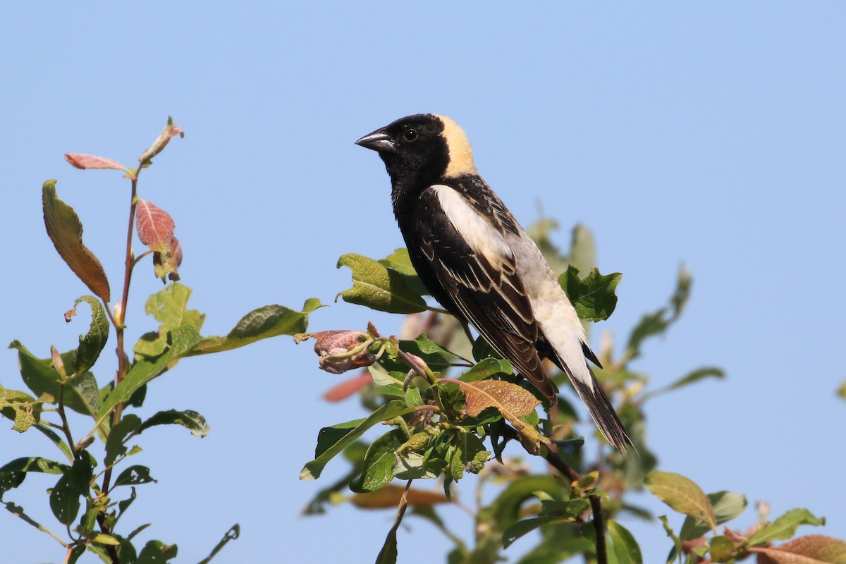 bobolink - ML244260161