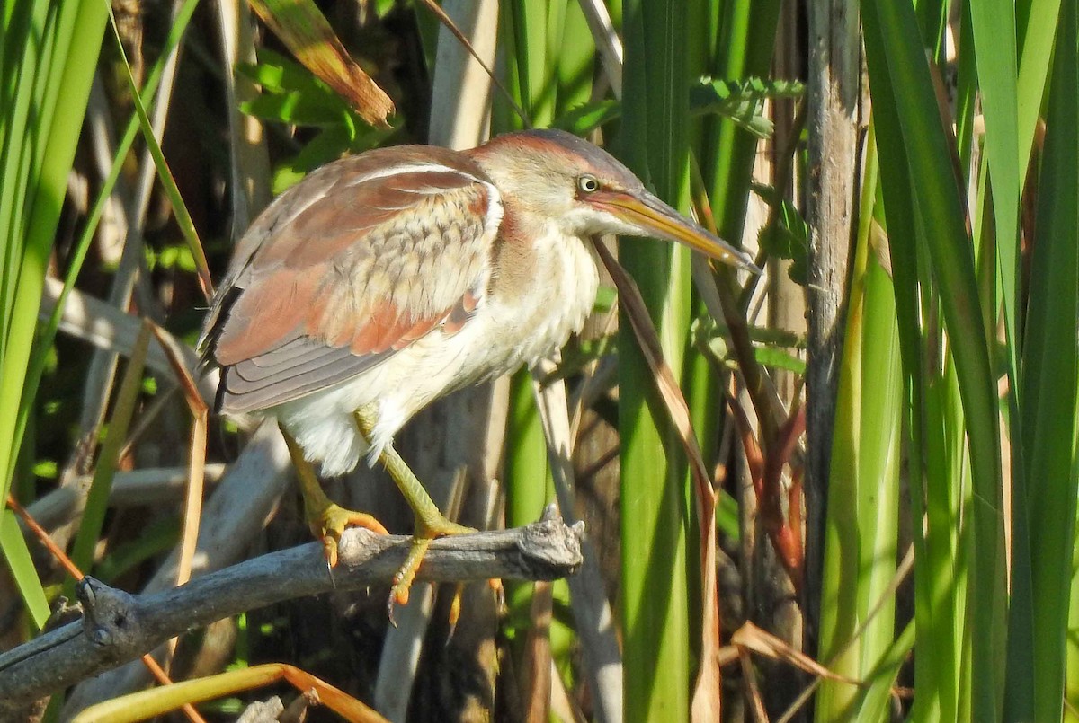 Least Bittern - Jean Iron