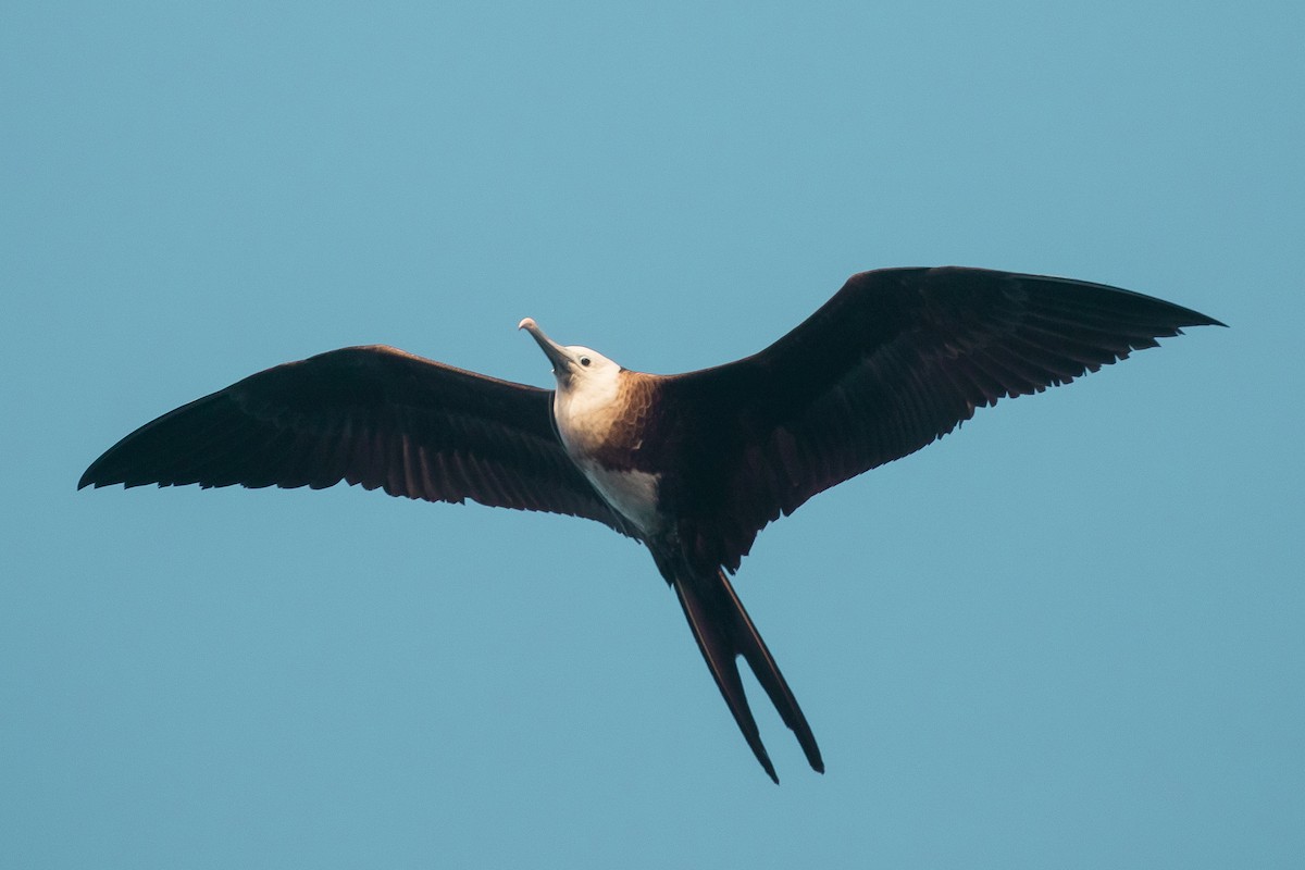 Magnificent Frigatebird - Delaney Trowbridge