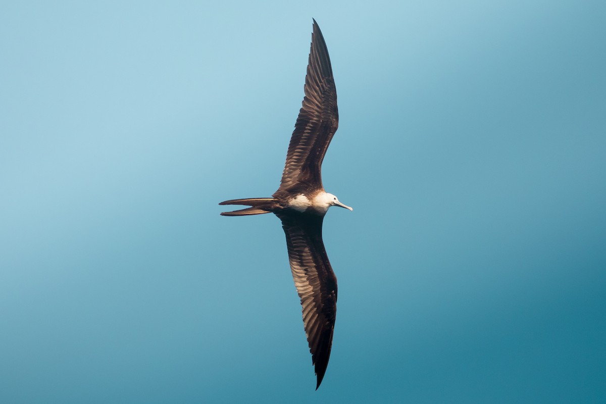 Magnificent Frigatebird - ML244262201