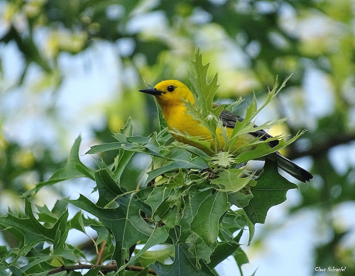 Prothonotary Warbler - ML244262301