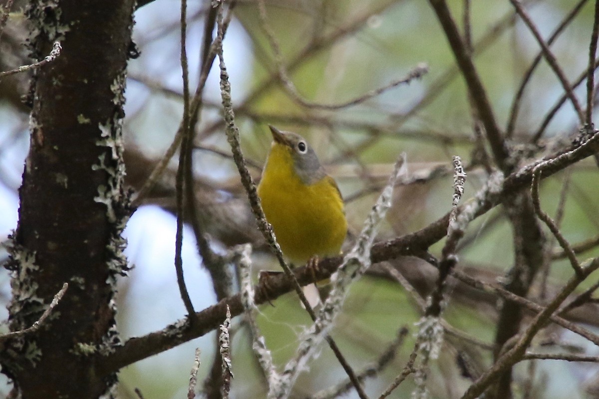 Nashville Warbler - E R